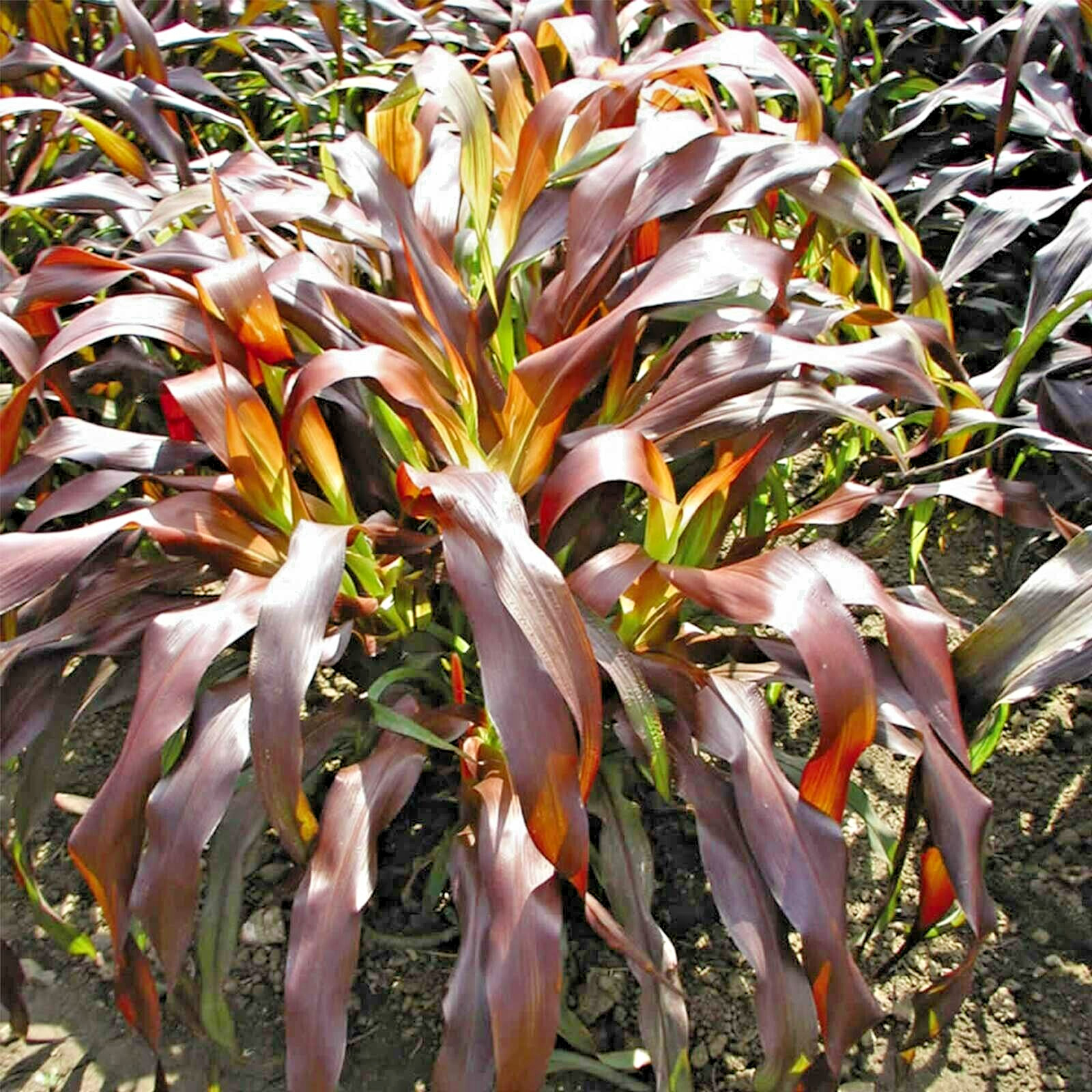 30 JESTER ORNAMENTAL MILLET SEEDS – Pennisetum glaucum ” jester “