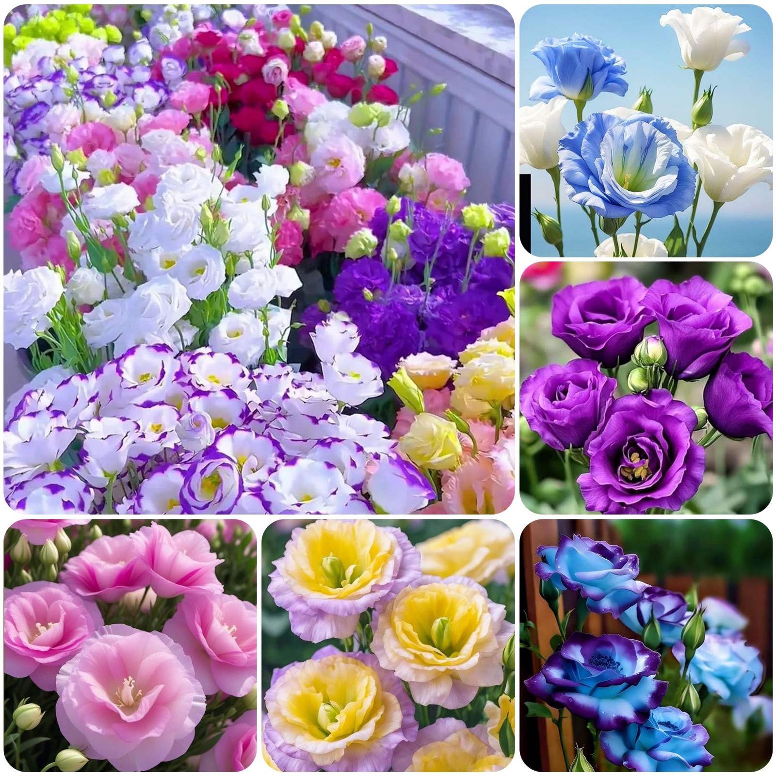 950+ Mixed Lisianthus Seeds for Planting Outdoor -Lisianthus Thornless Roses …