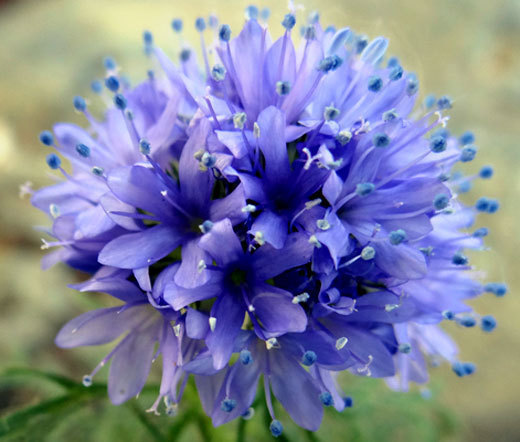 GLOBE GILIA Gilia Capitata – 5,000 Bulk Seeds