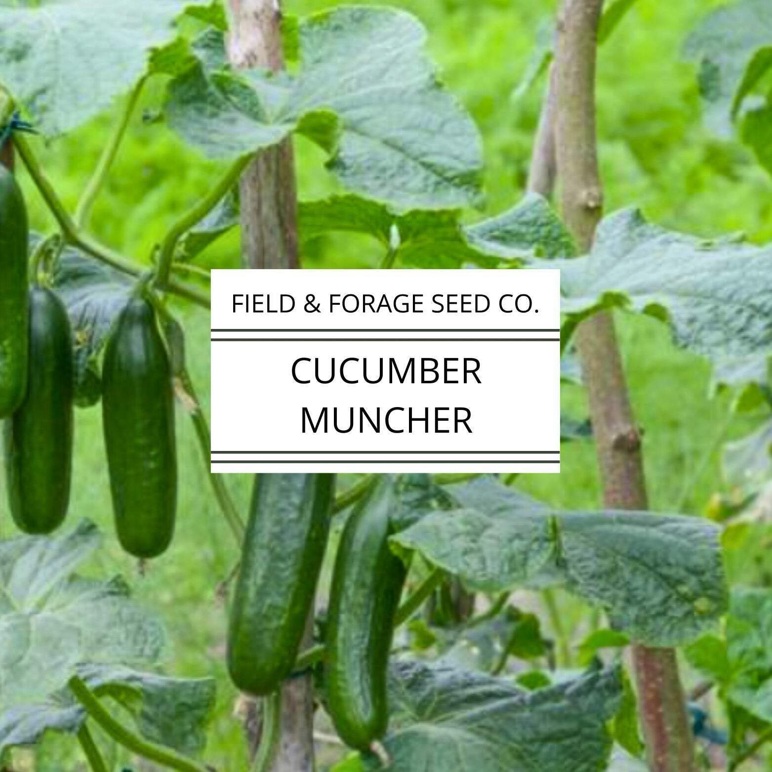 Cucumber Muncher | Cucumis sativus ‘Muncher’ | Sweet, Burpless Heirloom | Non-GM
