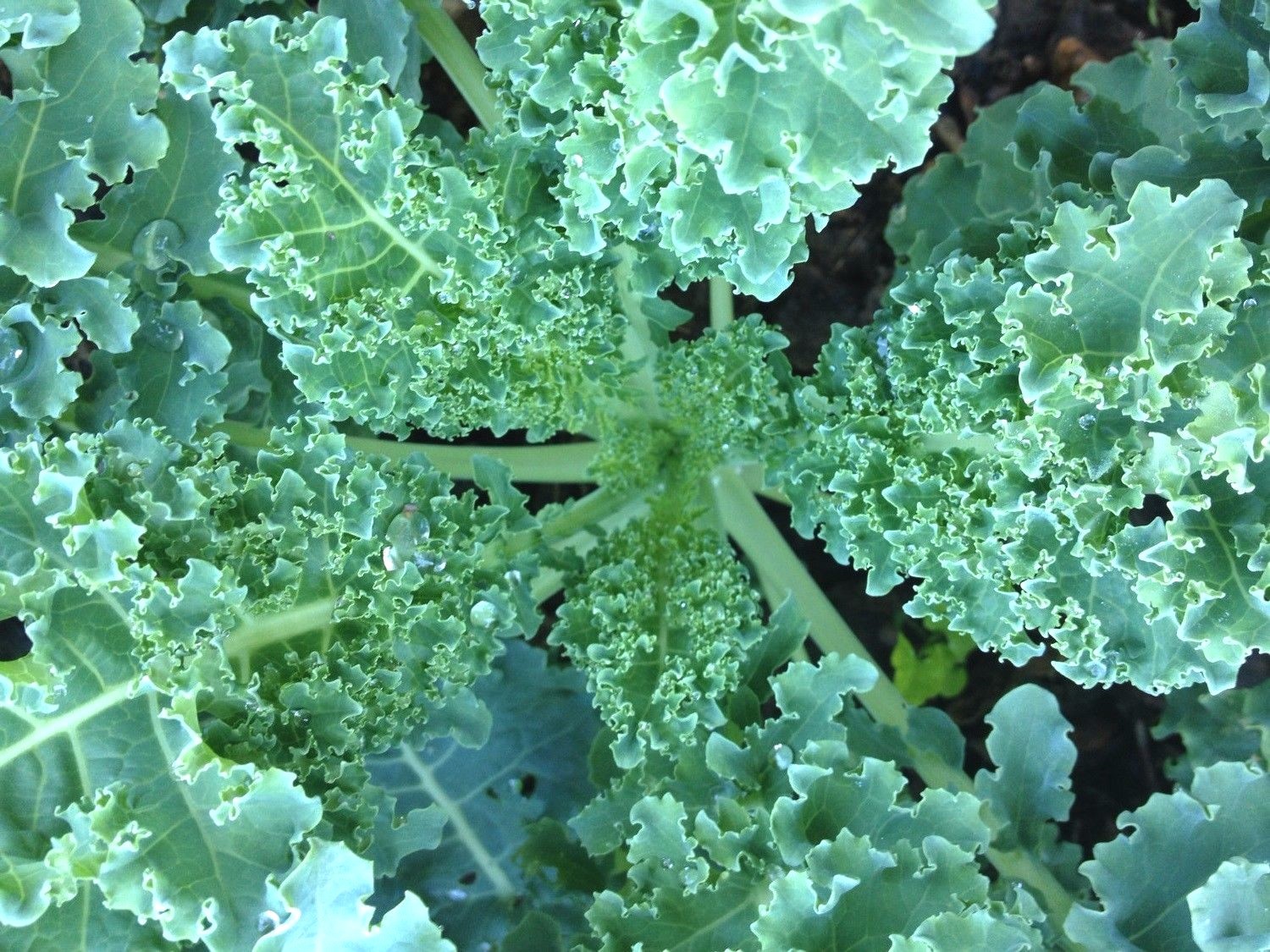 Dwarf Blue Curled Scotch Kale Seeds, NON-GMO, Blue Vates, FREE SHIPPING