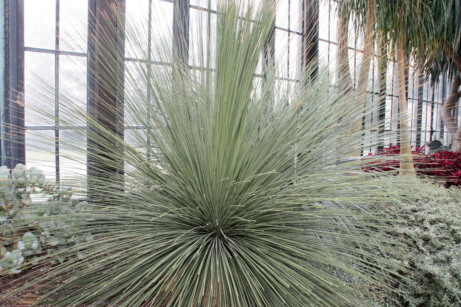 Dasylirion longissima Spineless Sotol 5 Seeds Free Shipping!
