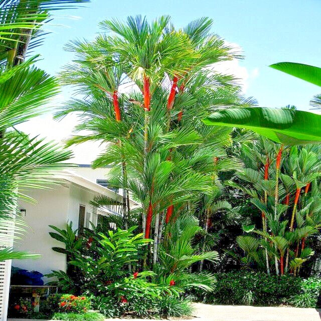 20 RED SEALING WAX “LIPSTICK” PALM TREE SEEDS (Cyrtostachys renda) House Plant