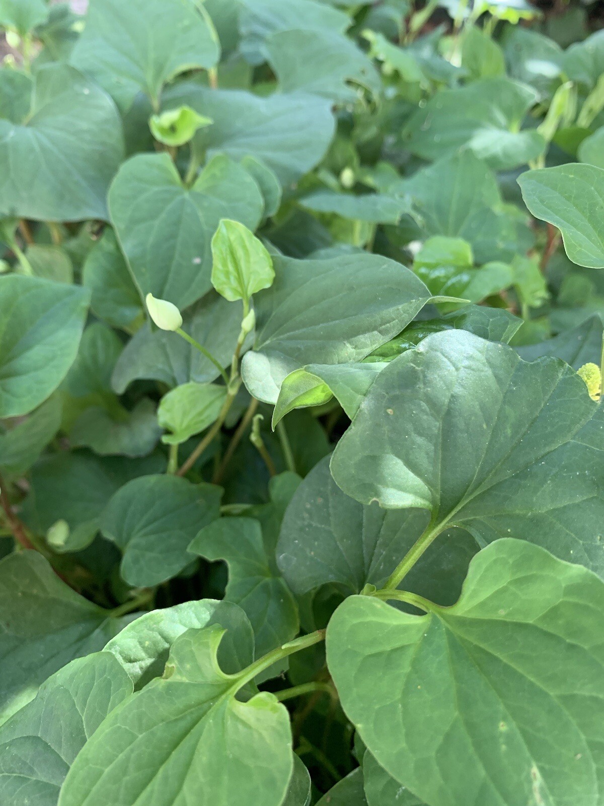 Fish Mint, Houttuynia Cordata, Chameleon Plant – 10 Bare Root Plants – USA