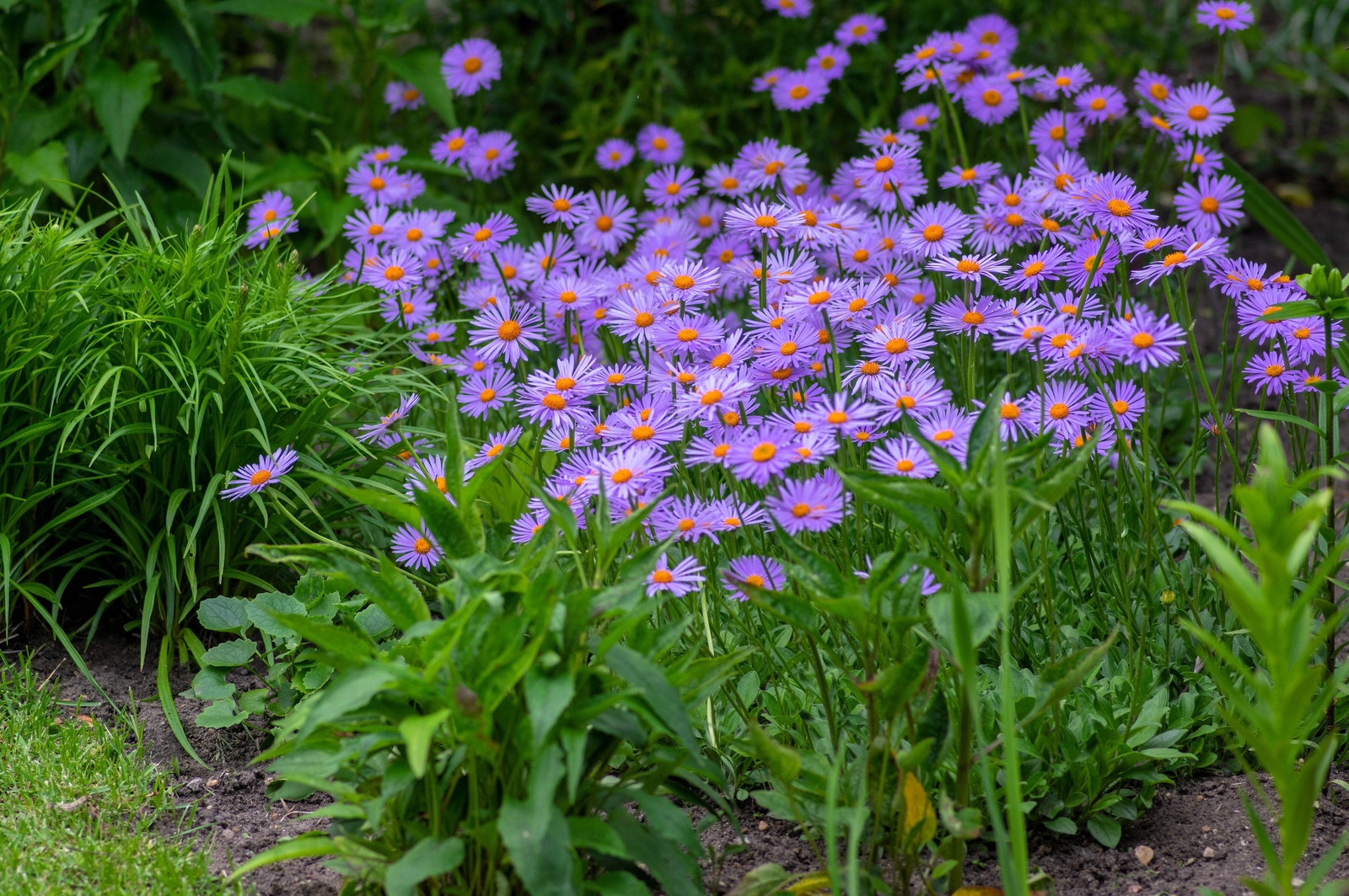 50 BLUE EAST INDIES ASTER Tongolensis Flower Seeds *Flat S/H