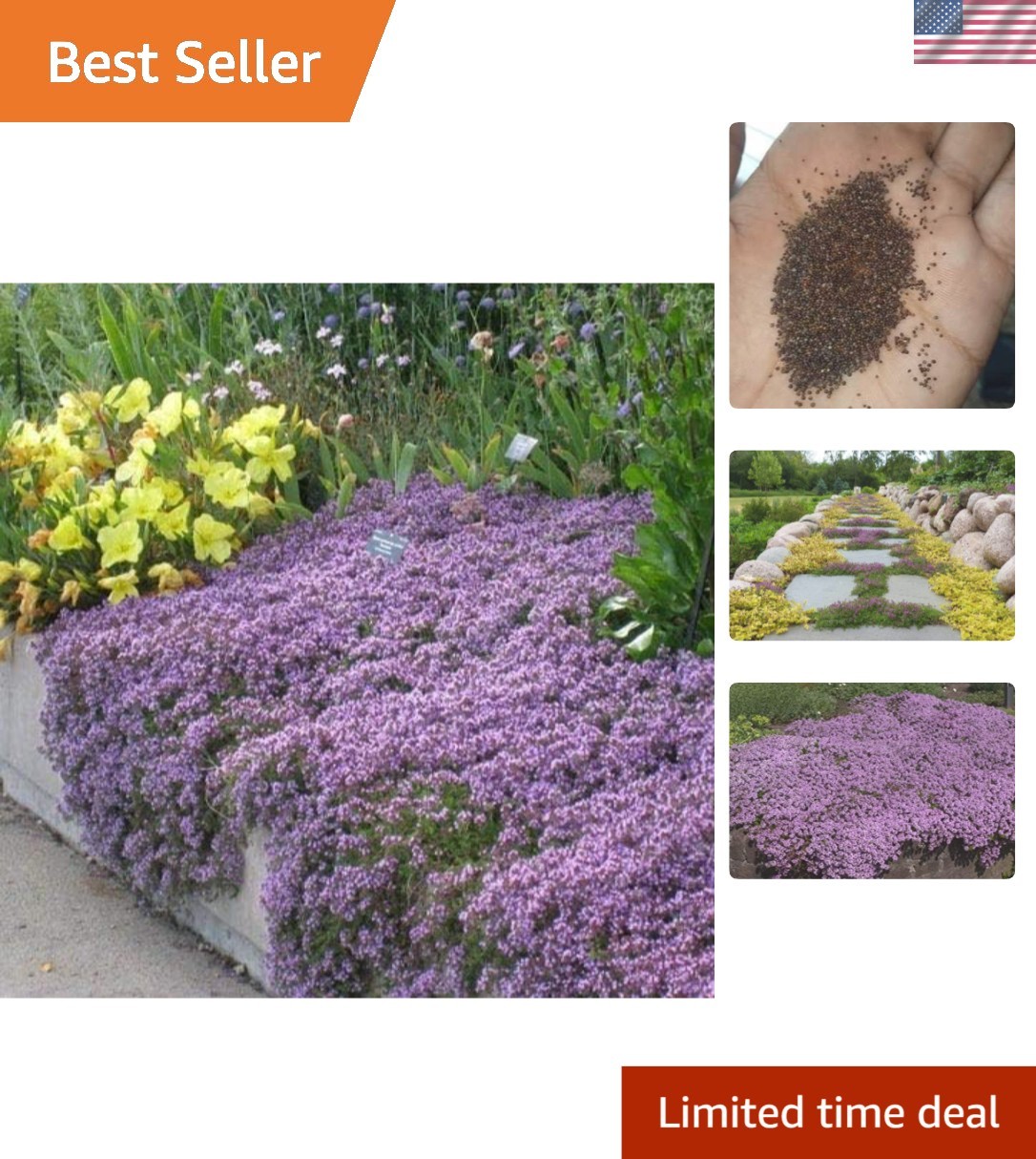 Low-Maintenance Creeping Thyme Seeds – 8000 Seeds for Colorful Ground Cover