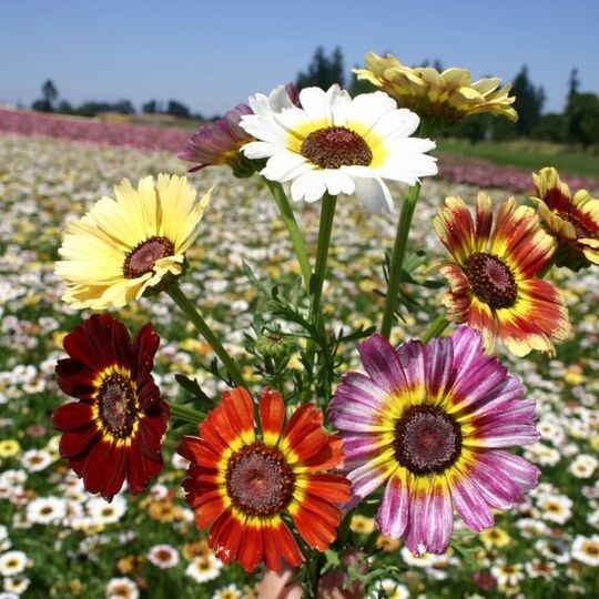 50pcs Painted Mix Daisy Flower Seeds Non GMO Heirloom Pink Indian Blanket Colors