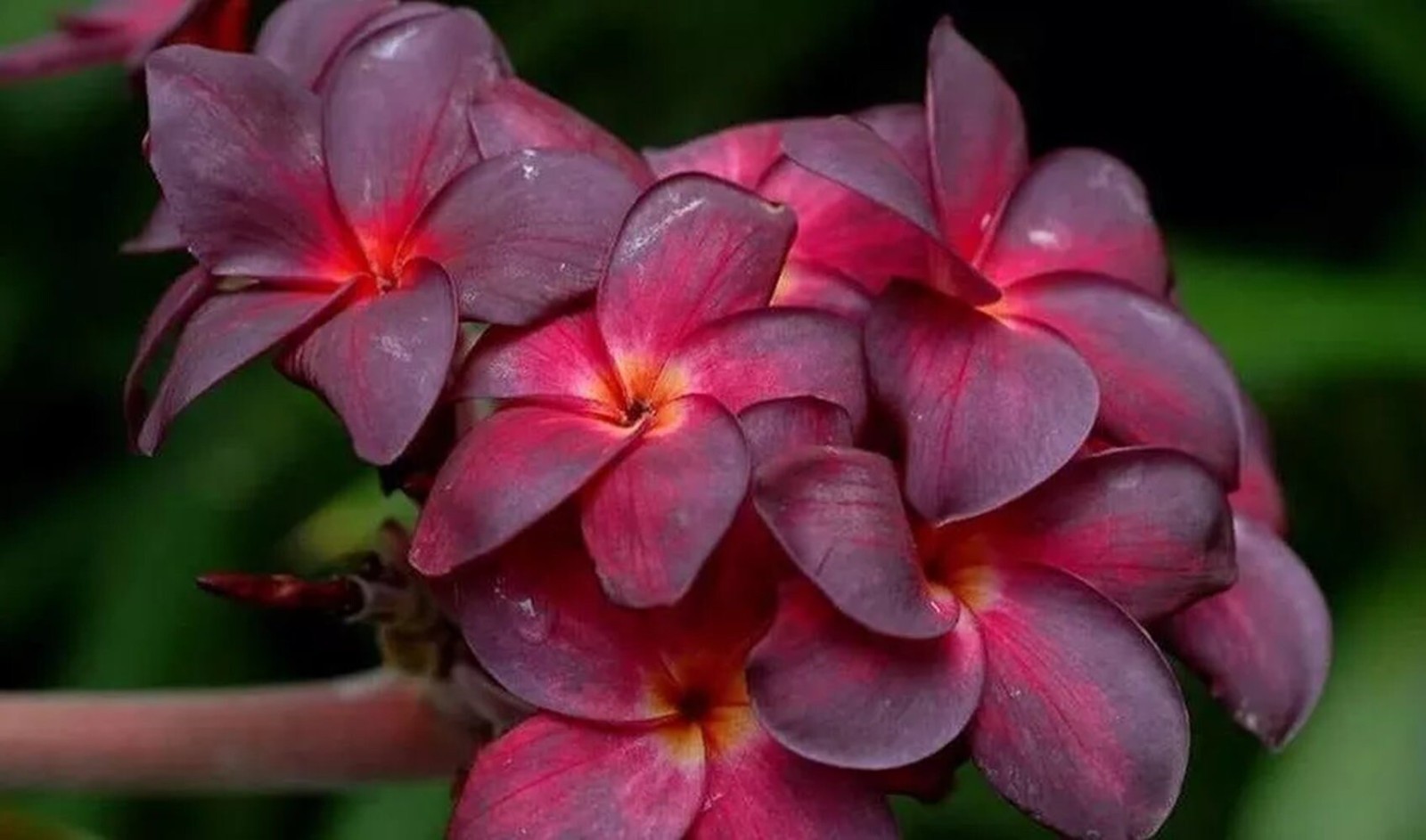 5 Black Purple Plumeria Seeds Perennial Flowers Seed Frangipani US SELLER