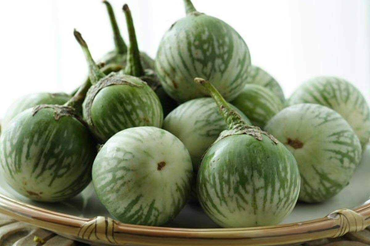 100+ EGGPLANT THAI ,PETCH SIAM / MATTI GULLA Cà Pháo Seeds 2025 Season