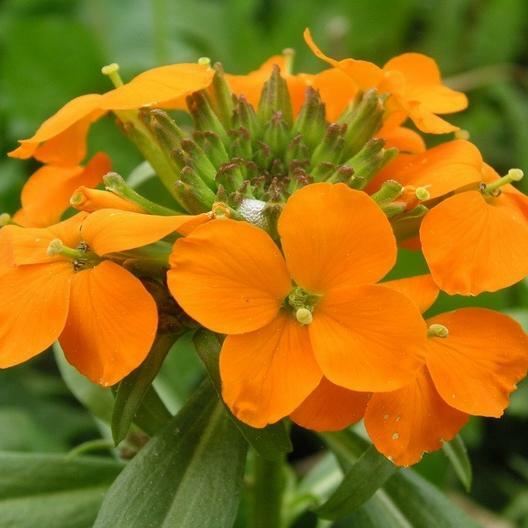 Wallflower SIBERIAN Biennial Heirloom Fall Planting Orange Non-GMO 500 Seeds!