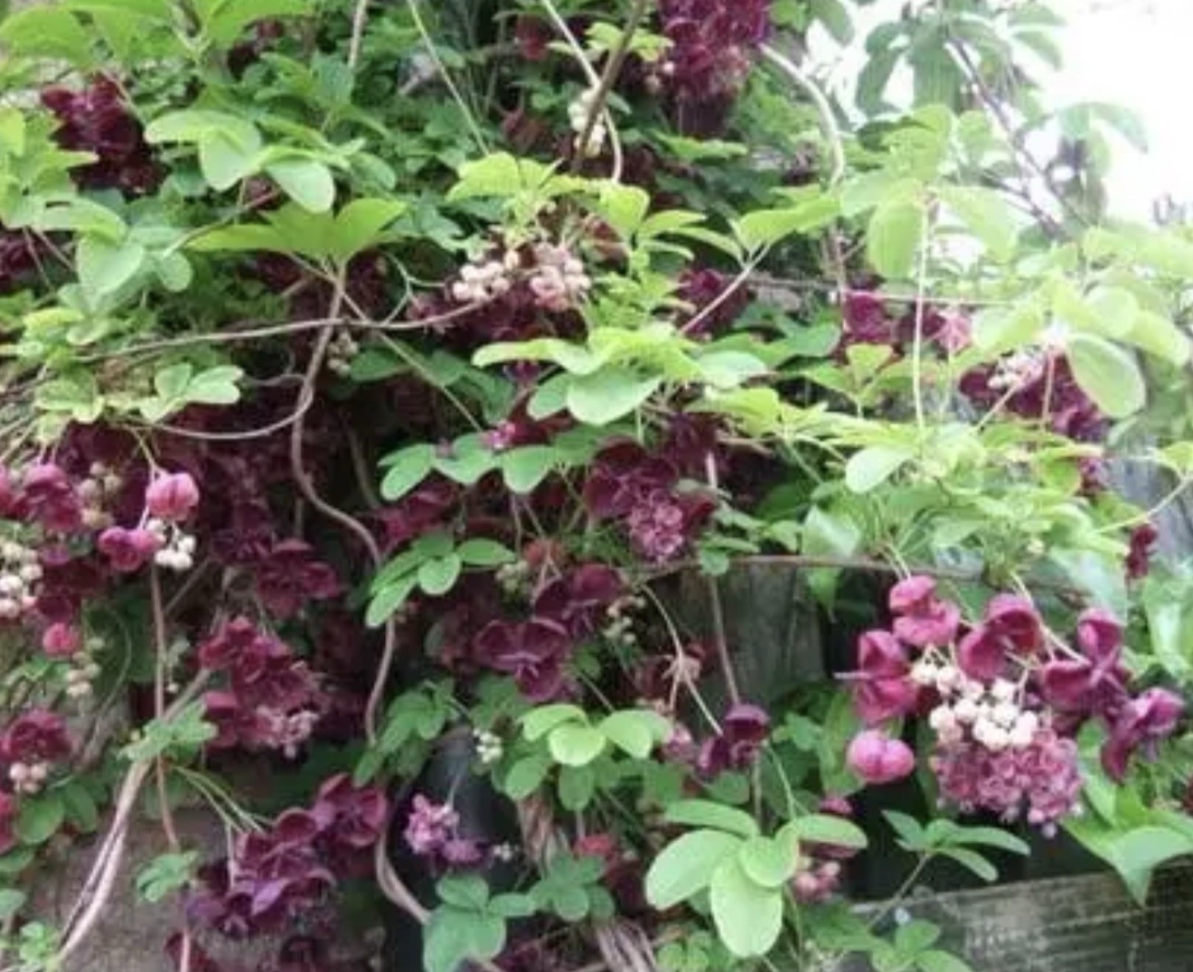 Chocolate Vine Akebia quinata SMALL Rooted Starter Plant-Chocolate Scented Bloom