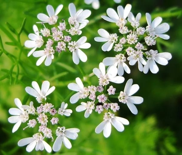 Cilantro ‘Leisure’ Slow-Bolt Seeds – Heirloom Non-GMO Coriander 100 Seeds
