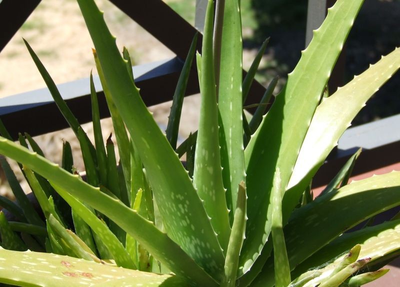 3 Aloe Vera Starter Plant -Rooted Succulent hardy zone 9-11 or Houseplant