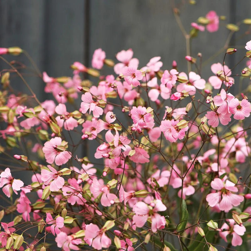 Pink Beauty Soapwort Seeds – For 2025 Planting Saponaria Soap Plant Rose Ground