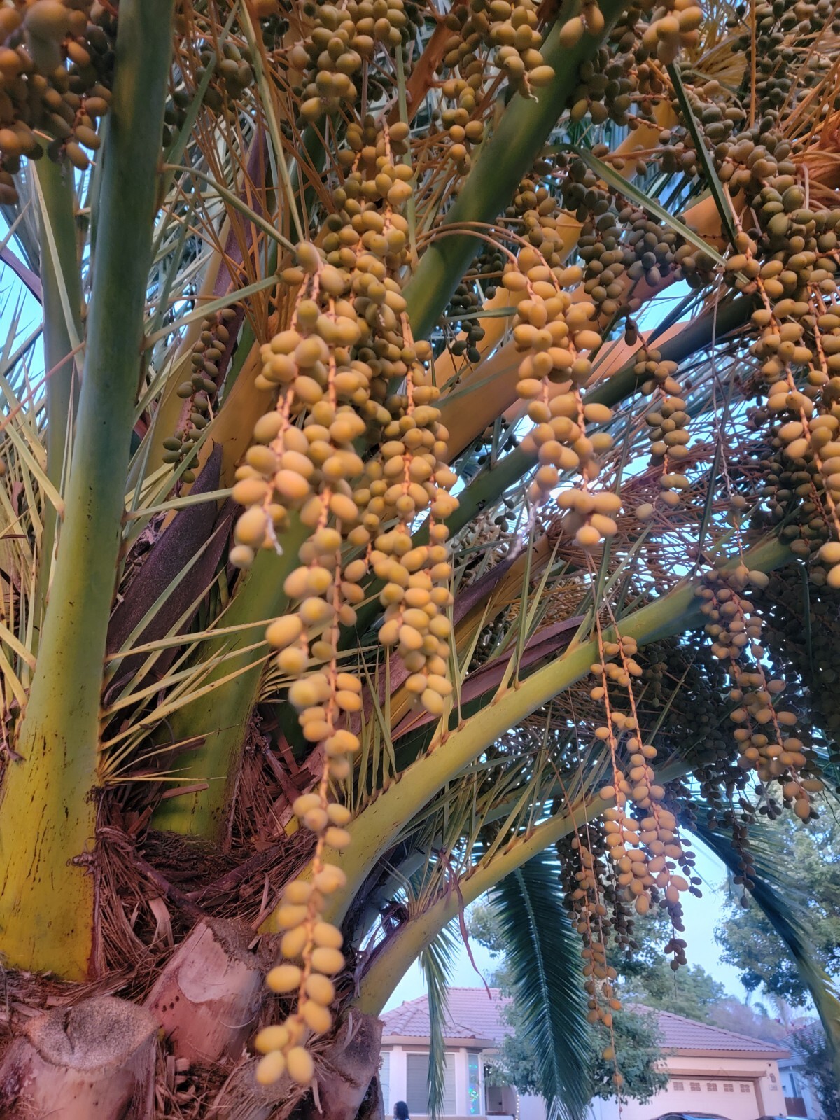 10 CANARY ISLAND DATE Pineapple PALM Tree Seeds~Phoenix Canariensis~Fruit Plant