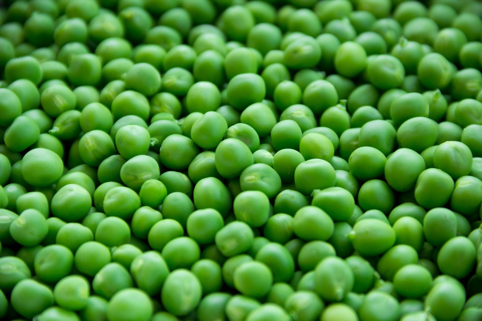 Super Sugar Snap Pea – 100 Seeds- Heirloom Vegetable Seed Pack