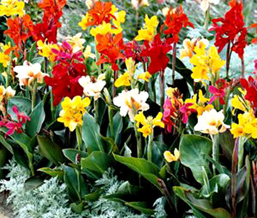 CANNA INDICA MIXED COLORS Canna Indica Hybrids – 100 Bulk Seeds