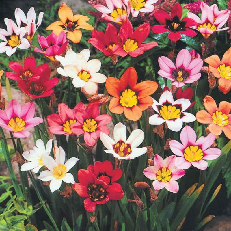 Complete Flower Bulb Garden – 75 Bulbs for 50 Days of Continuous Blooms (Summer