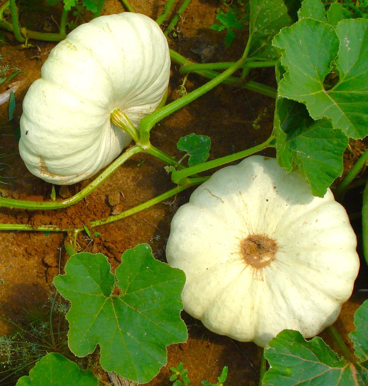 Flat White Boer Pumpkin Seeds | Stackable Cinderella Casper Squash Seed 2025