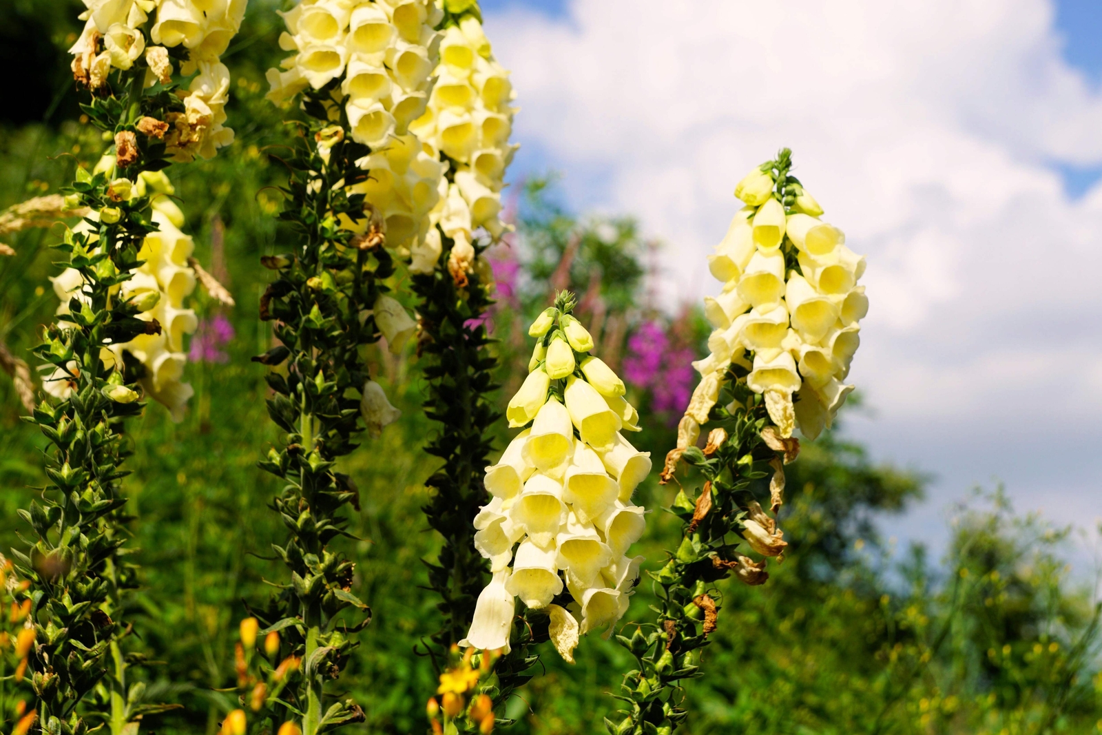 100 YELLOW FOXGLOVE Digitalis Grandiflora Sun or Shade Pollinator Flower Seeds