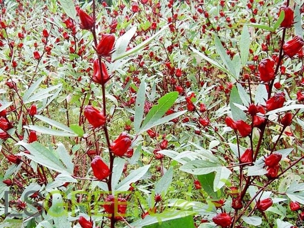 10 Seeds Jamaican Sorrel Seeds, AKA Florida Cranberry , Indian Roselle, Hibiscus