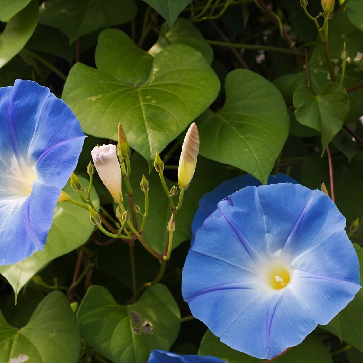 Non-GMO Morning Glory Seeds – 60 Open Pollinated Flowers for Full Sun