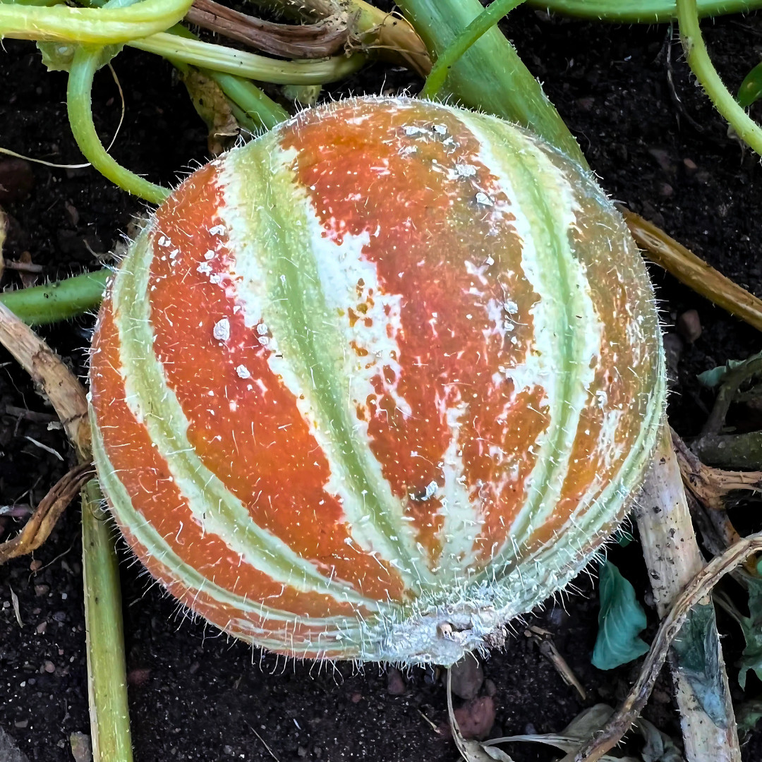 Fresh Kajari Melon Seeds | Dheli Melon | Heirloom Non-GMO | Fresh Fruit Seeds
