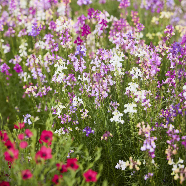 Toadflax SPURRED SNAPDRAGON Easy Grow Pollinator Cut Flowers Non-GMO 1000 Seeds!
