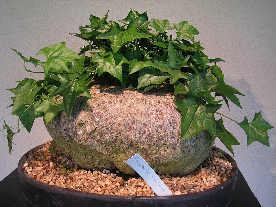 5x Gerrardanthus Macrorhizus Seeds, Bigfoot Plant, Rare Caudex Seeds, Exotic
