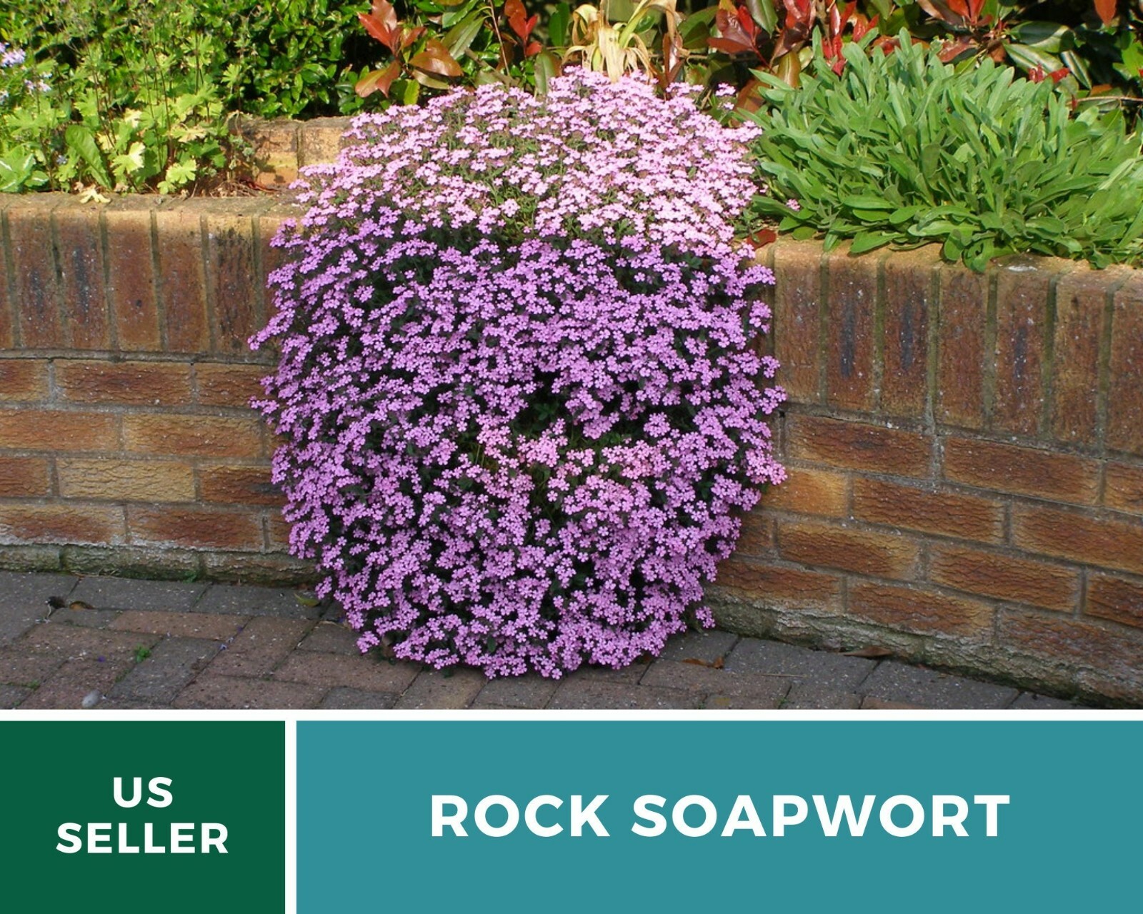 Soapwort, Rock – Heirloom Seeds – Easy to Grow – Medicinal Herb – Non-GMO (Sapon
