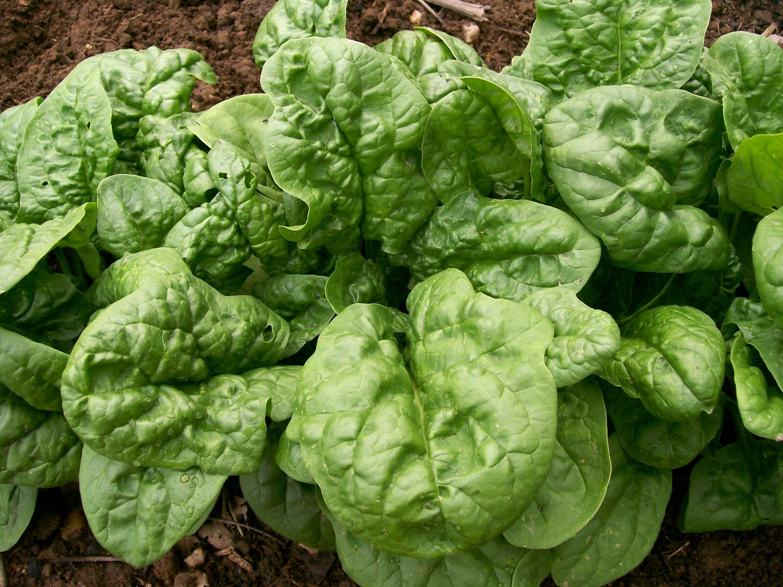 200 BLOOMSDALE SPINACH SEEDS FRESH HARVEST FOR 2024 GARDENS
