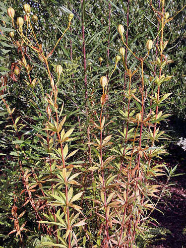 Lilium superbum | Turk’s Cap, American Tiger, or Swamp Lily | 10 Seeds