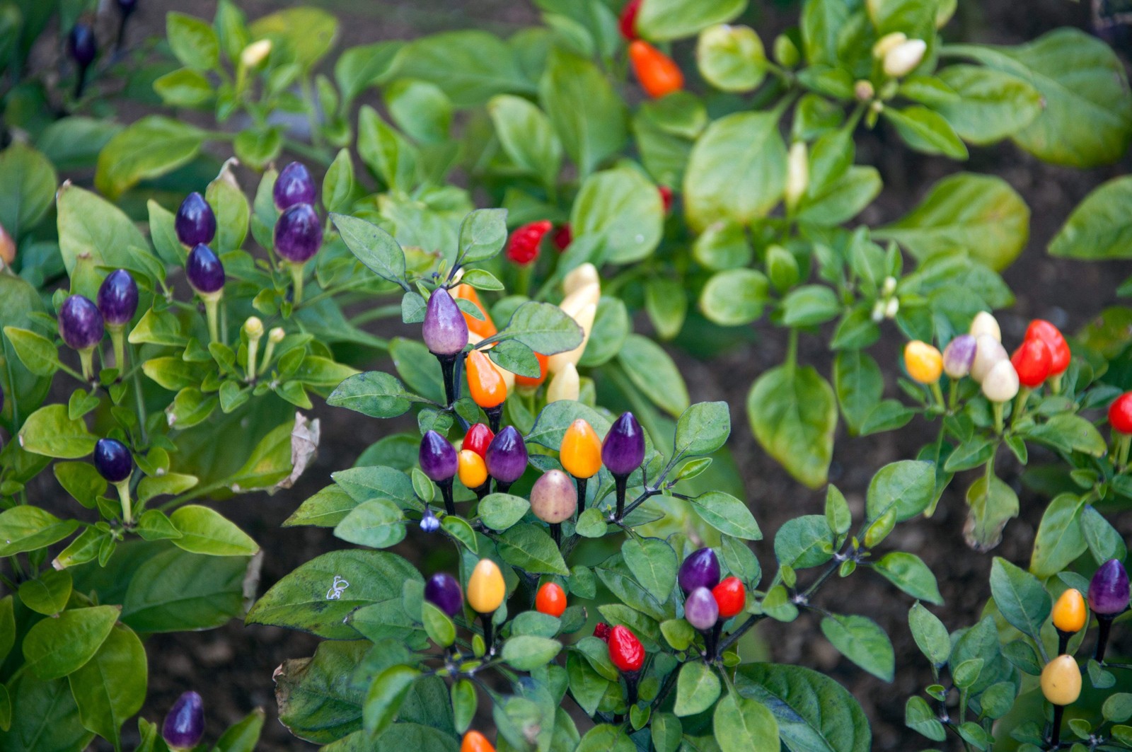 1000 Pcs Five Color Pepper Seeds Ornamental Hot Chili Heirloom Vegetable Garden