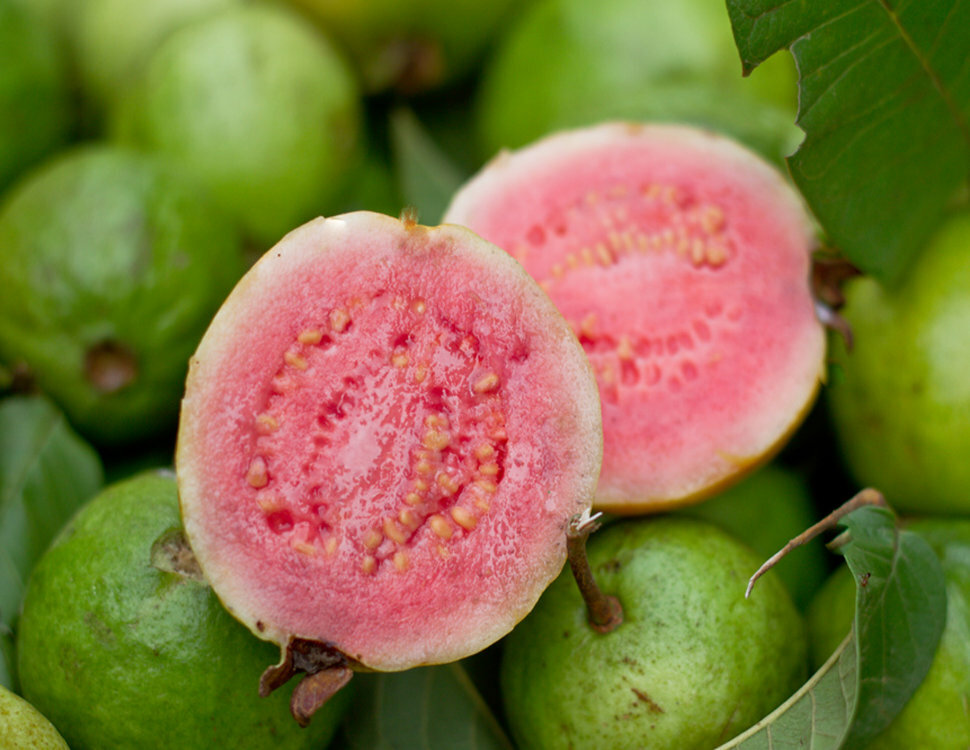 Guava Fruit Hawaiian Seeds 1Pack