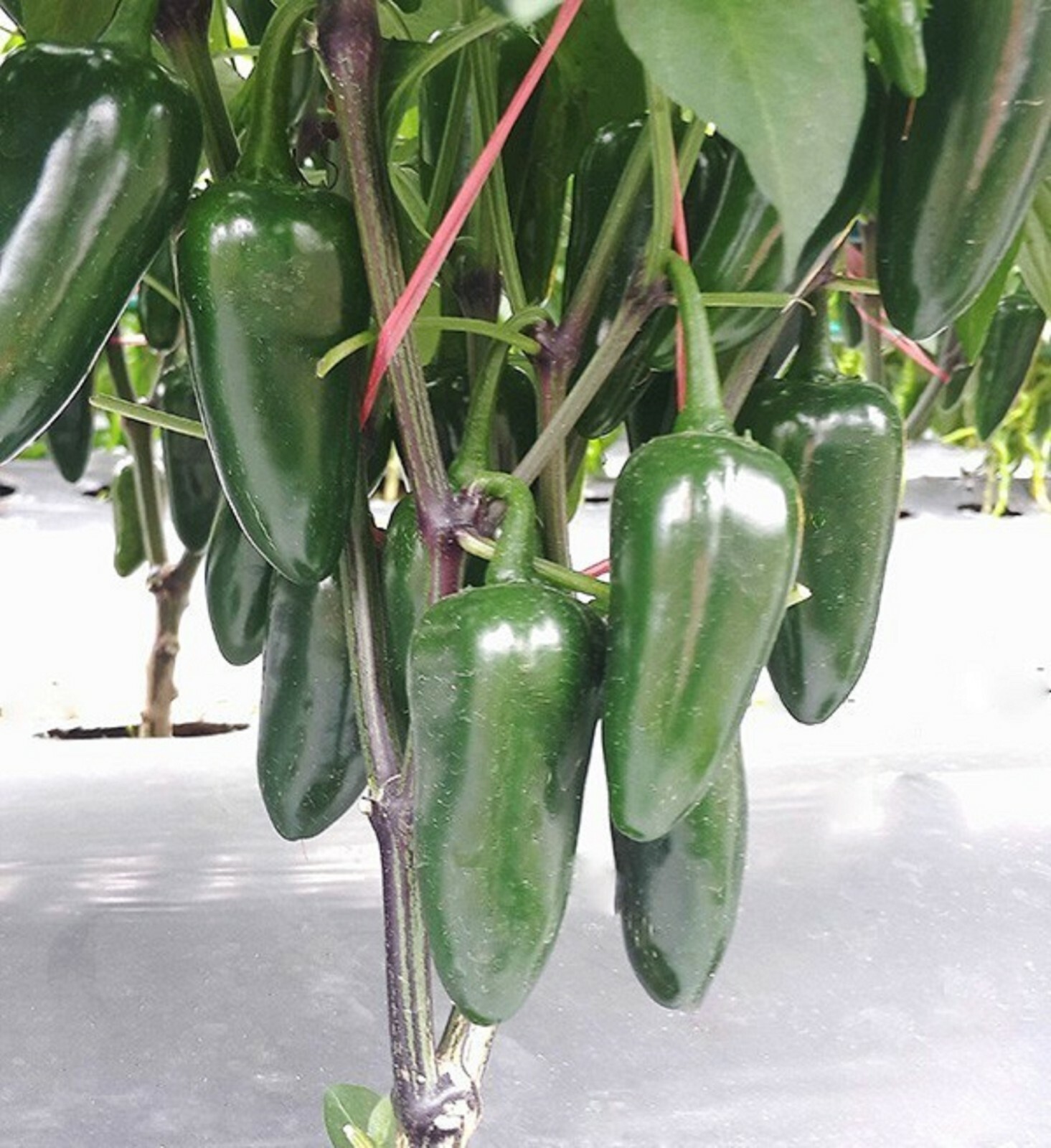  Jalapeno Pepper (25) Seeds Green to Red Tasty Vegetable Prolific Growth