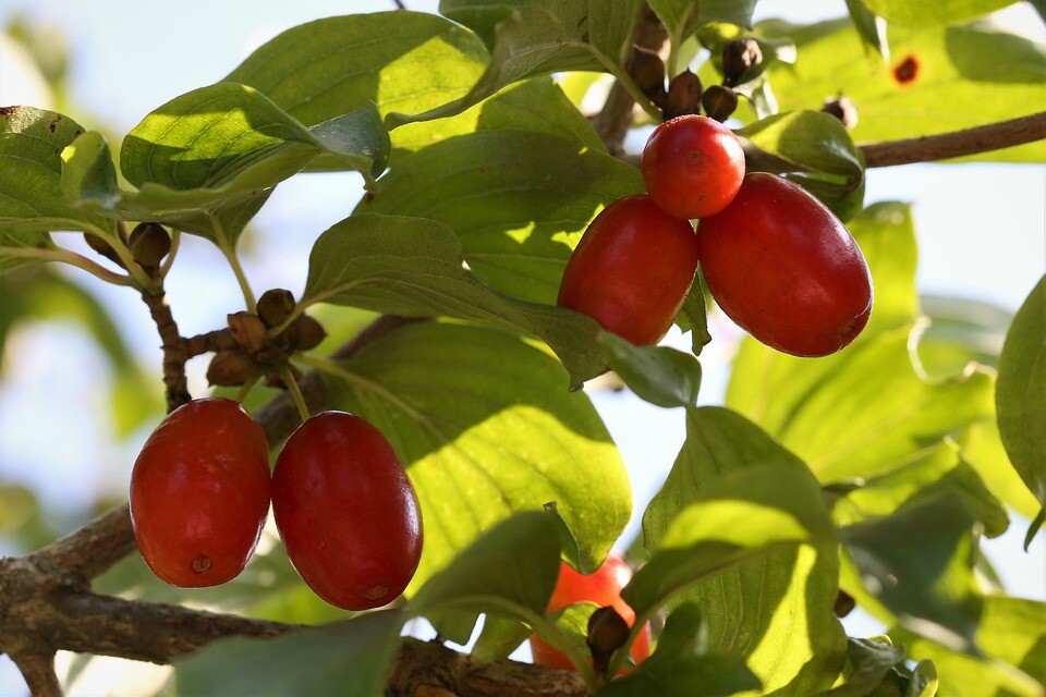Cornelian Cherry (Cornus mas), 15 seeds