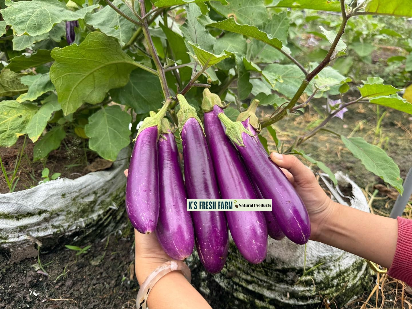 Eggplant Seeds(White+Purple Round/Long Purple/Green Thai) Cà Pháo/ Cà tím/Cà dĩa