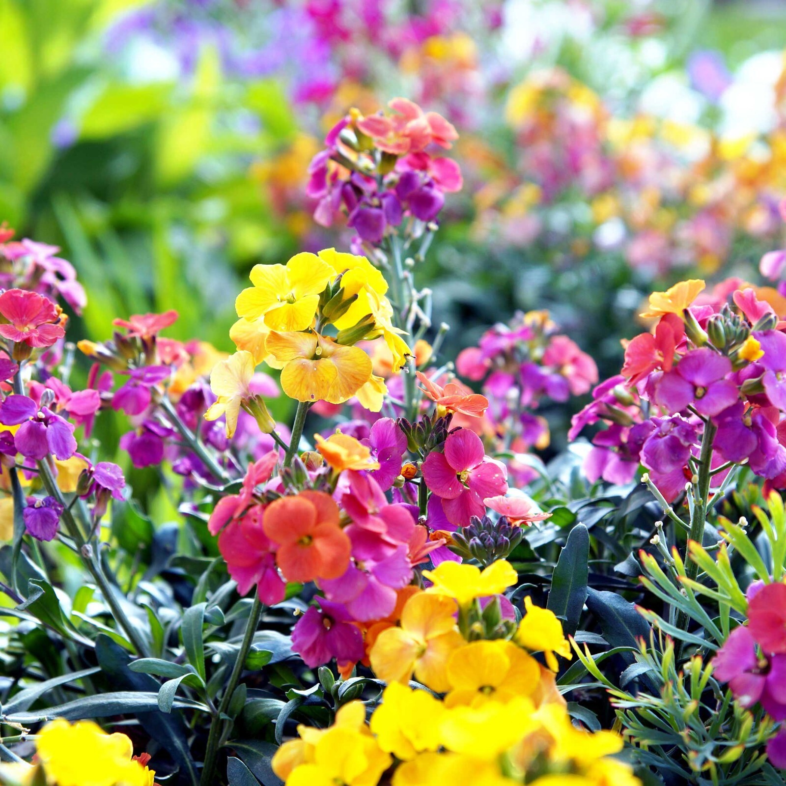 Wallflower ENGLISH Mix Fragrant Bi-Colored Perennial, Biennial Non-GMO 500 Seeds