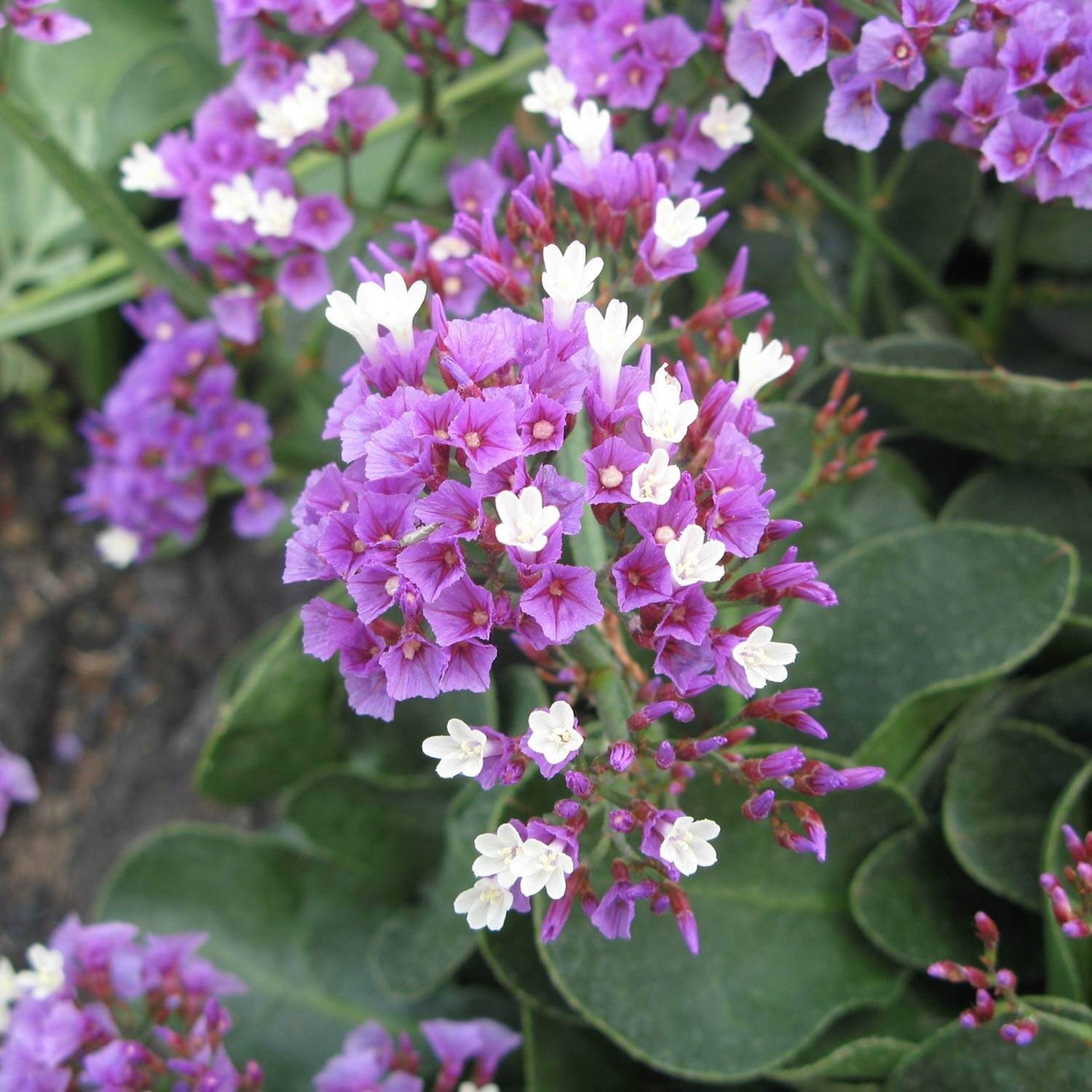 Sea Lavender Crowns Limonium perezii .50gr Seed Packet Free Shipping!