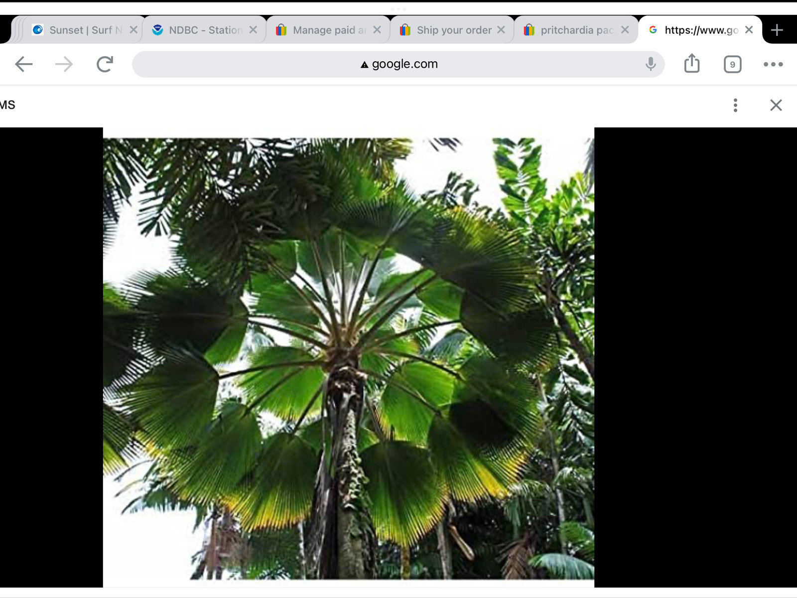 ****2 POUNDS****PRITCHARDIA PACIFICA seeds***FREE SHIPPING***