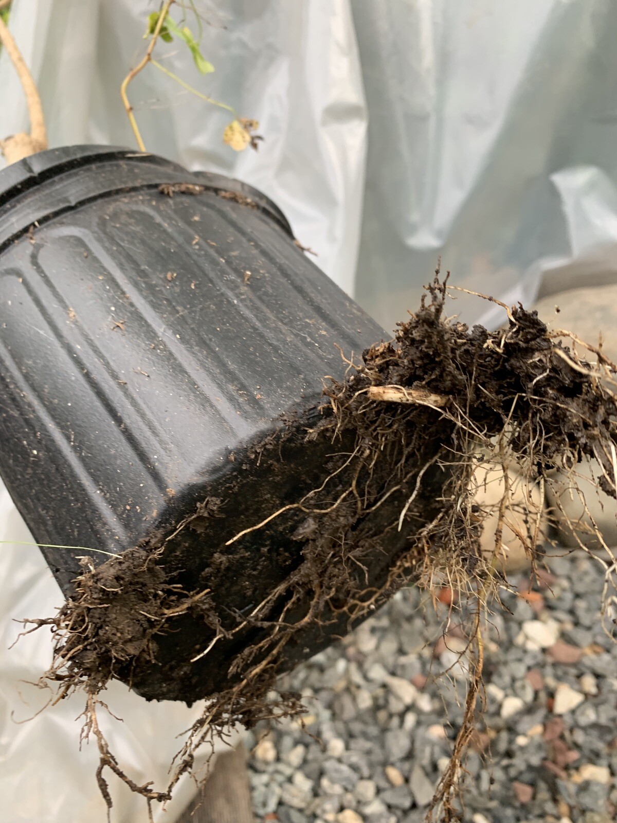 Purple Lilac 3-4 year old plant, Syringa vulgaris (Common Lilac), Bare root