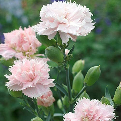 La France Carnation Seeds | 50 – 1,000 Seeds | Non-GMO | Free Shipping | 1252
