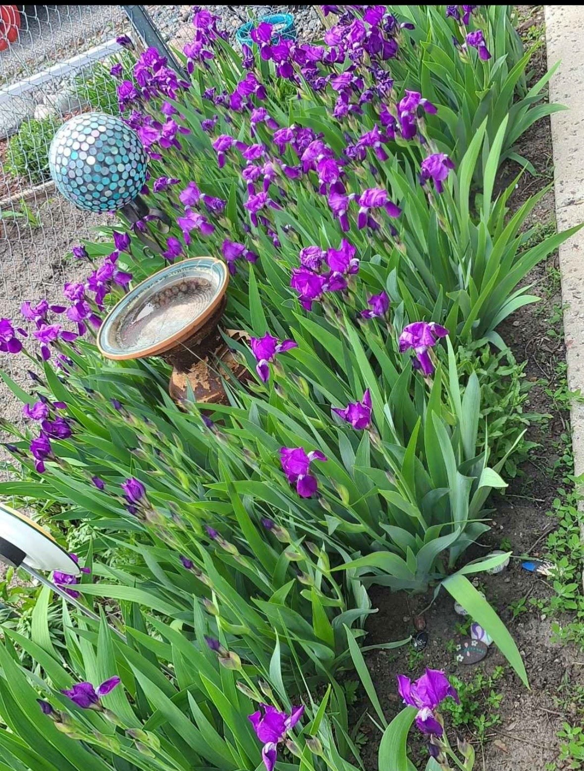 Tall Bearded Iris Reblooming Victoria Freshly Dug 1 Rhizomes
