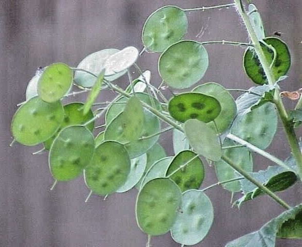 SILVER DOLLAR 50 SEEDS LUNARIA ANNUA, PURPLE FLOWERS, MONEY PLANT