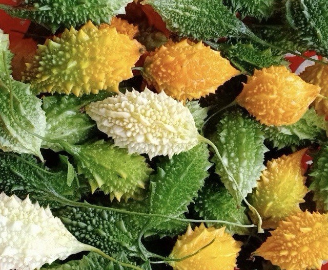 Mini Bitter Melon, Momordica Charantia, Bitter Gourd – 10 Seeds 2025 – USA