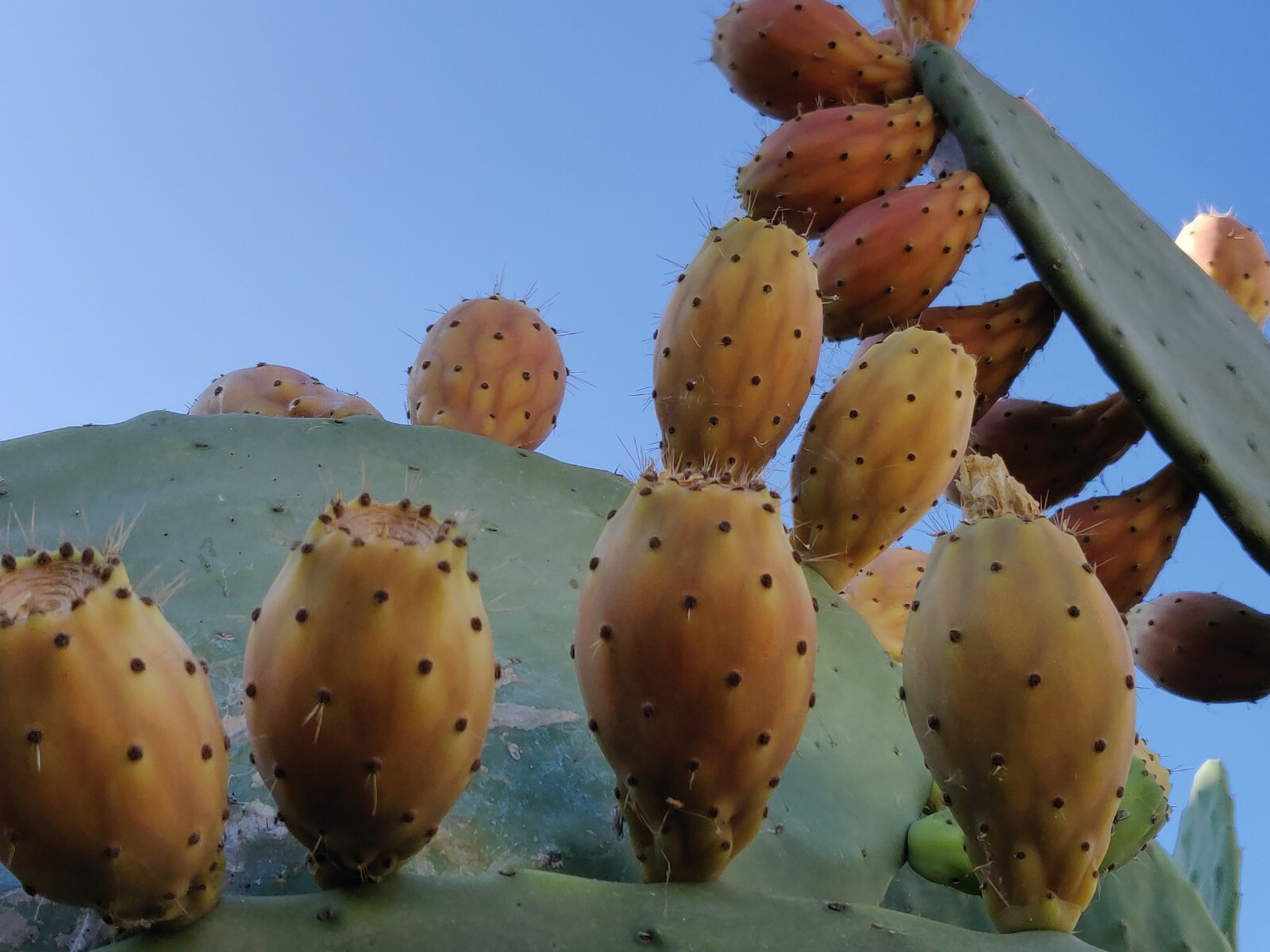 60 Opuntia Prickly Pear Cactus Fruit Tuna Sabra Cactus Organic Seeds Semillas