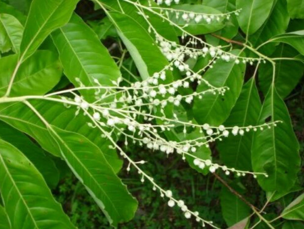 100 Lily of the Valley Sourwood Seeds (Oxydendrum arboreum) | Honey Bee Tree