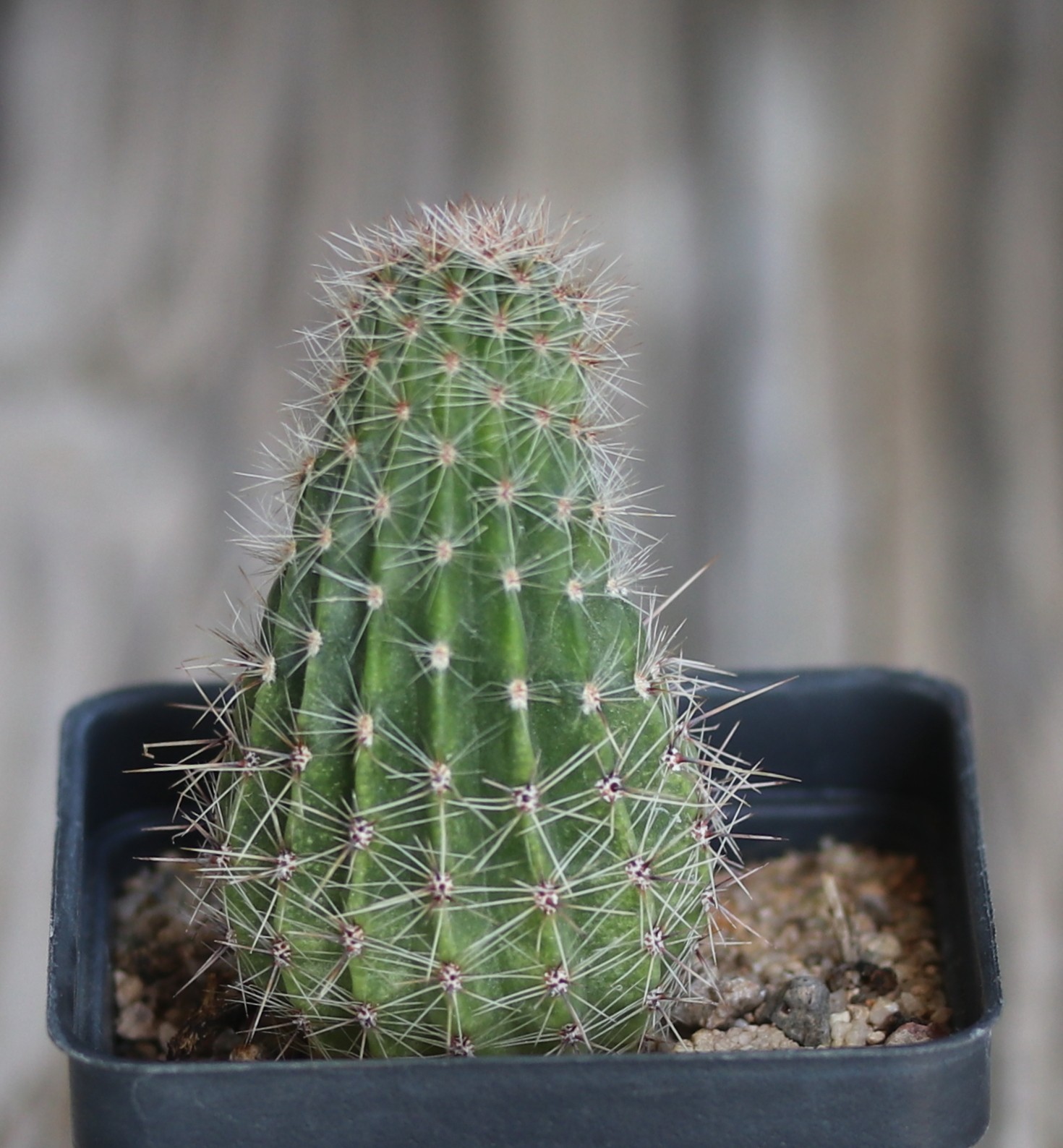 Echinopsis hybrid ‘Andrae’
