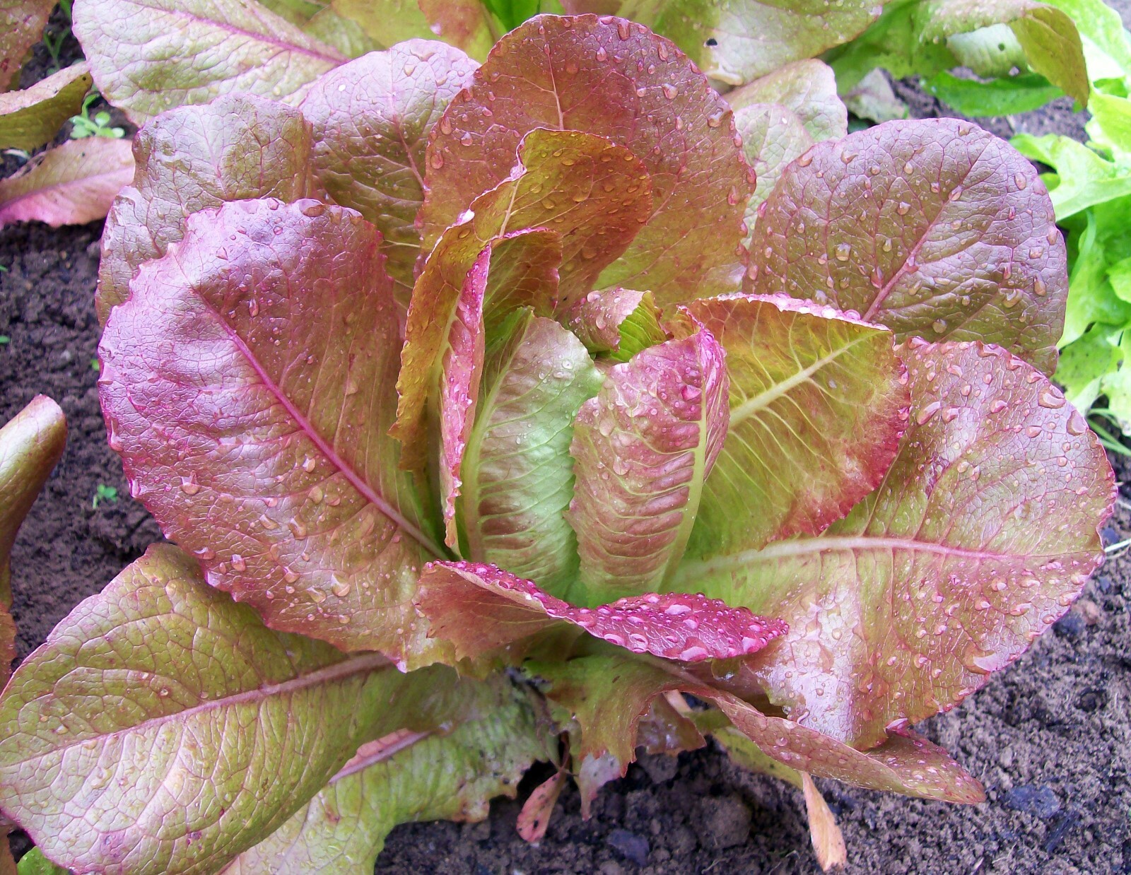 601+ROUGE DE HIVER Lettuce Seed Organic French Greens Vegetable Garden Container