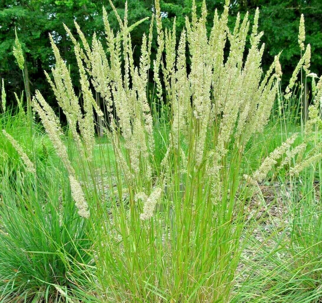 501+PRAIRIE JUNE GRASS Seeds Native Ornamental Drought Heat Cold Container Easy